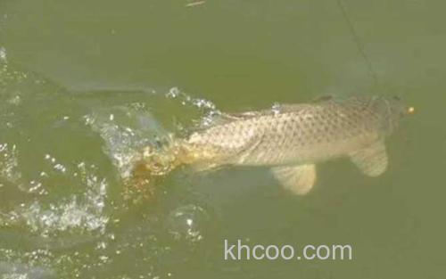 放长线钓大鱼_1