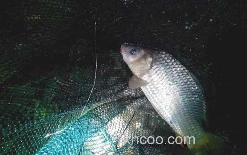 夜晚钓鱼_0