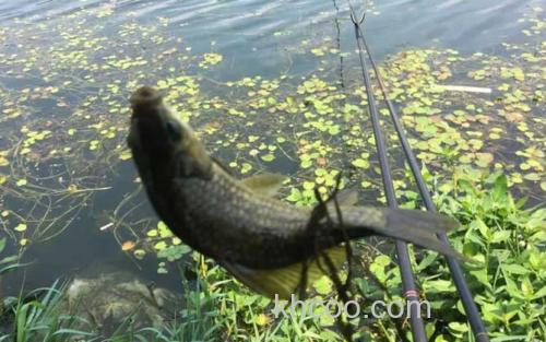 钓鱼_2