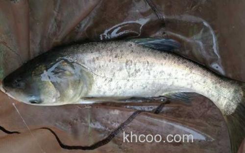 冬季钓花白鲢_0