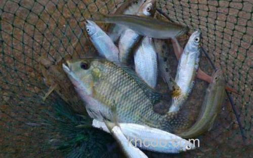 白条鱼_5