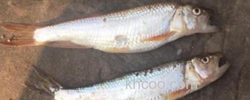 银白鱼是什么鱼？_0