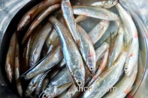 银白鱼是什么鱼？_1