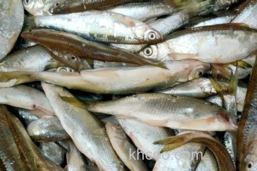 银白鱼是什么鱼？_2