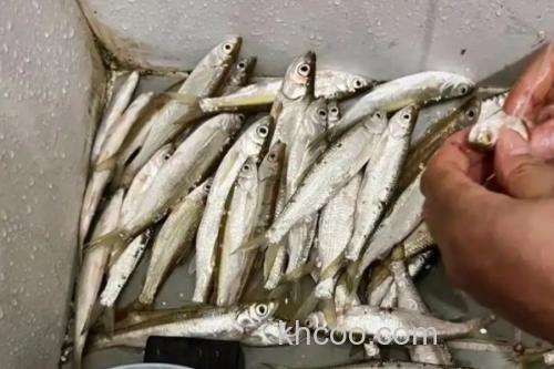 邛海白鱼是什么鱼？_1