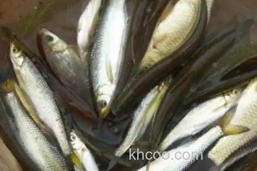 银白鱼是什么鱼？_3