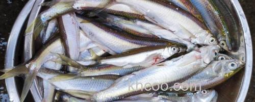 邛海白鱼是什么鱼？_0