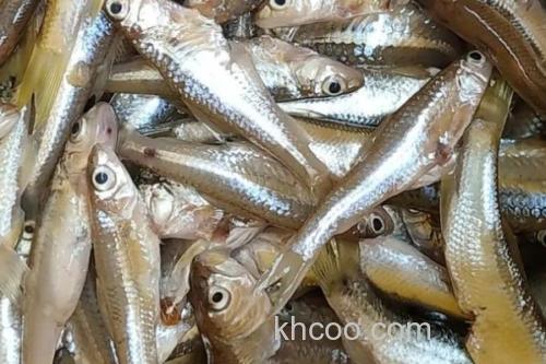 邛海白鱼是什么鱼？_2