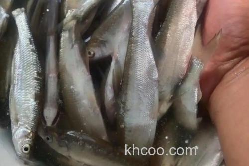 路南金线白鱼是什么鱼？_1