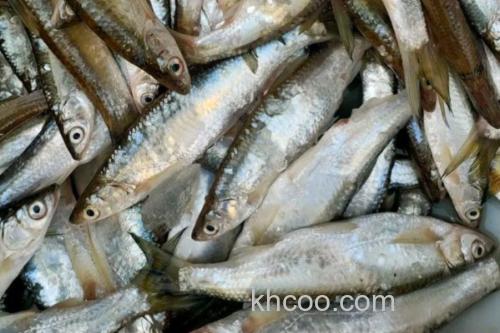 邛海白鱼是什么鱼？_3