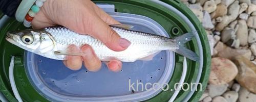 路南金线白鱼是什么鱼？_0