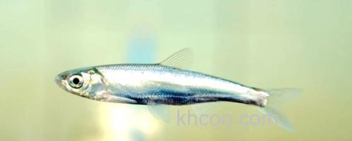 西昌白鱼是什么鱼？_0