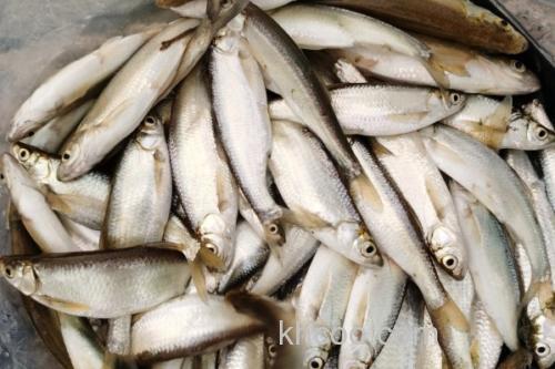 路南金线白鱼是什么鱼？_3