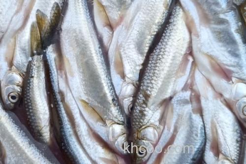 西昌白鱼是什么鱼？_1