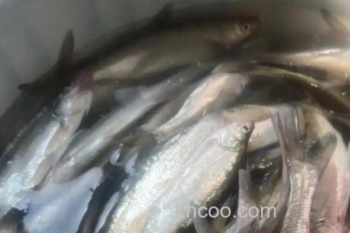 路南金线白鱼是什么鱼？_2