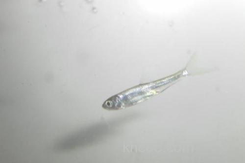 西昌白鱼是什么鱼？_2