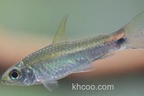 西昌白鱼是什么鱼？_3