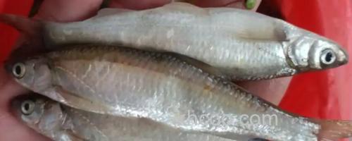 程海白鱼是什么鱼？_0
