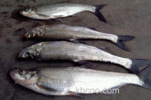 程海白鱼是什么鱼？_1