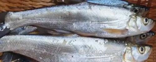 短臀白鱼是什么鱼？_0