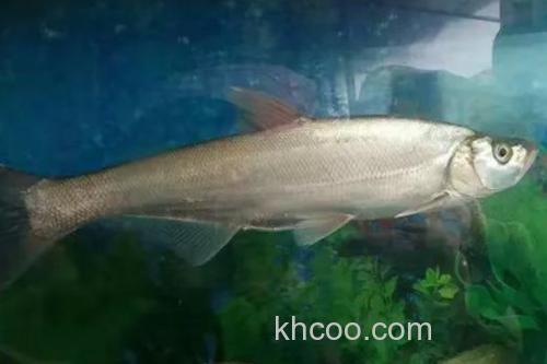 程海白鱼是什么鱼？_2