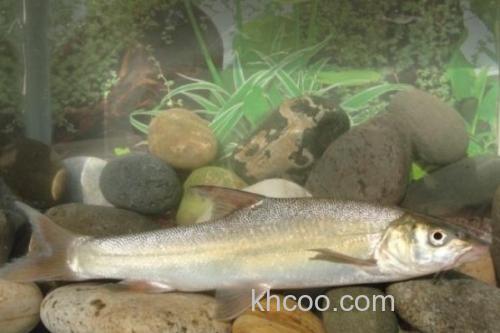 程海白鱼是什么鱼？_3