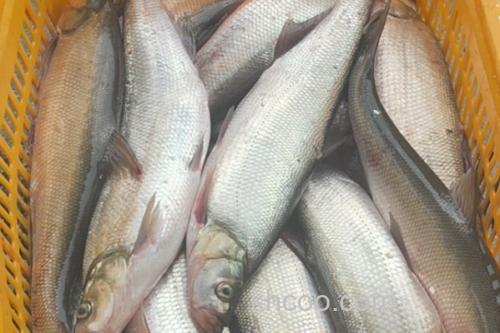 短臀白鱼是什么鱼？_2