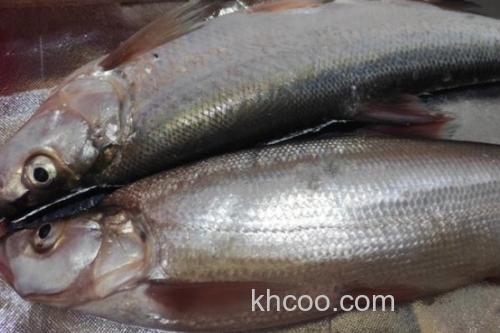 短臀白鱼是什么鱼？_3