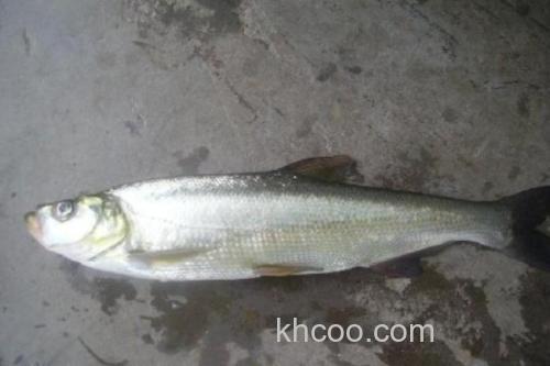 短臀白鱼是什么鱼？_1