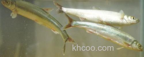 星云白鱼是什么鱼？_0