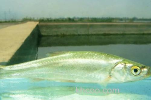 星云白鱼是什么鱼？_3