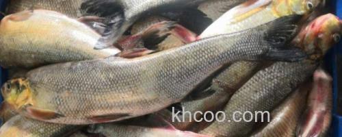 斑白鱼是什么鱼？_0