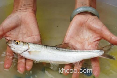 星云白鱼是什么鱼？_1