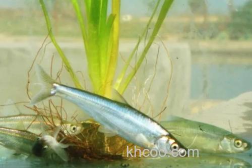 星云白鱼是什么鱼？_2