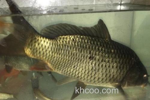 斑白鱼是什么鱼？_2