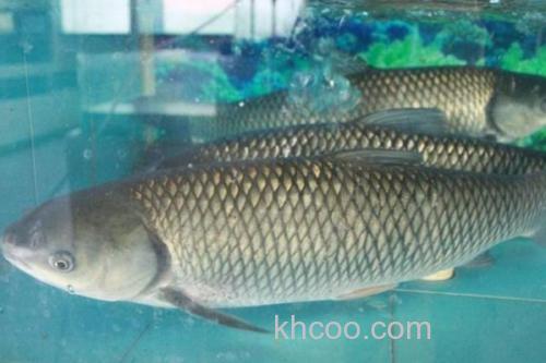 斑白鱼是什么鱼？_1