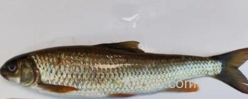 嵩明白鱼是什么鱼？_0