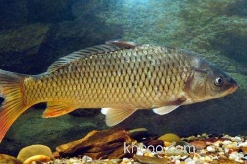 斑白鱼是什么鱼？_3