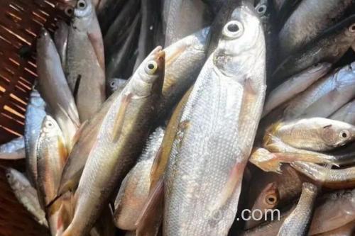 嵩明白鱼是什么鱼？_3