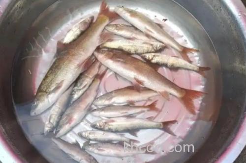 嵩明白鱼是什么鱼？_1