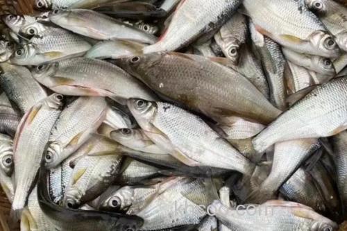 嵩明白鱼是什么鱼？_2