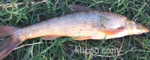 山白鱼是什么鱼？_0