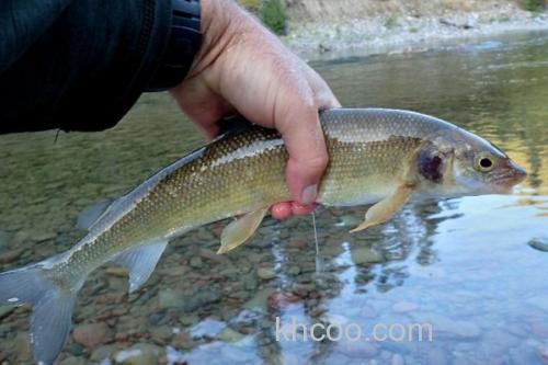 山白鱼是什么鱼？_1