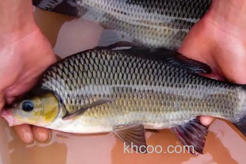 山白鱼是什么鱼？_3