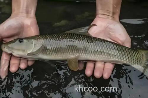 山白鱼是什么鱼？_2