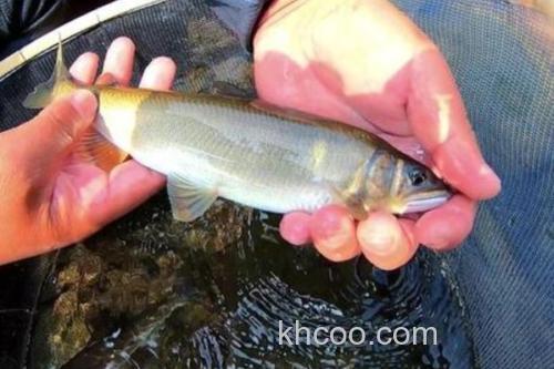 山白鱼是什么鱼？_4