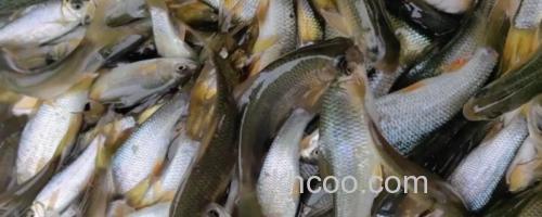 少耙白鱼是什么鱼？_0