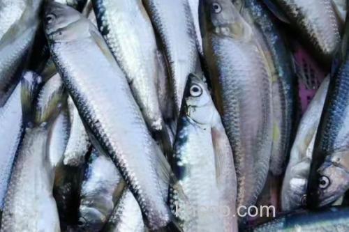 少耙白鱼是什么鱼？_2