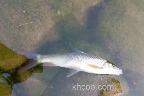 少耙白鱼是什么鱼？_1