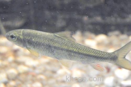 少耙白鱼是什么鱼？_3